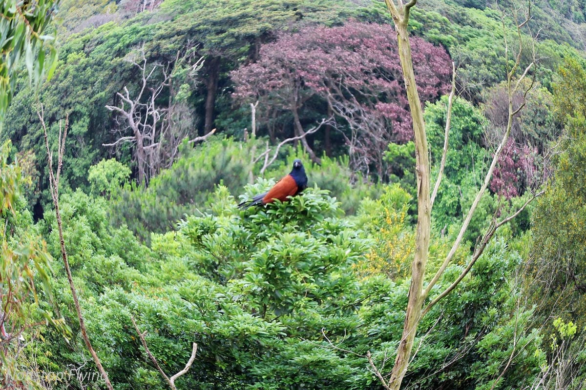 【香港遊記】中環的日與夜、勝香園美味番茄通粉、天壇大佛、尖沙咀翡翠拉麵小籠包、文華東方酒店、四季酒店 - 第43張圖 【香港遊記】中環的日與夜、勝香園美味番茄通粉、天壇大佛、尖沙咀翡翠拉麵小籠包、文華東方酒店、四季酒店
