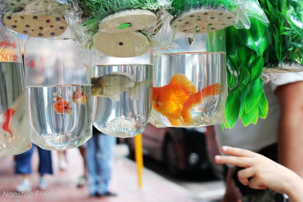 【香港遊記】歷史最久-半島酒店、電影主題-尖沙咀星光花園、寵物集散地-旺角金魚街、中環大會堂美心皇宮、銅鑼灣 - 第19張圖 【香港遊記】歷史最久-半島酒店、電影主題-尖沙咀星光花園、寵物集散地-旺角金魚街、中環大會堂美心皇宮、銅鑼灣