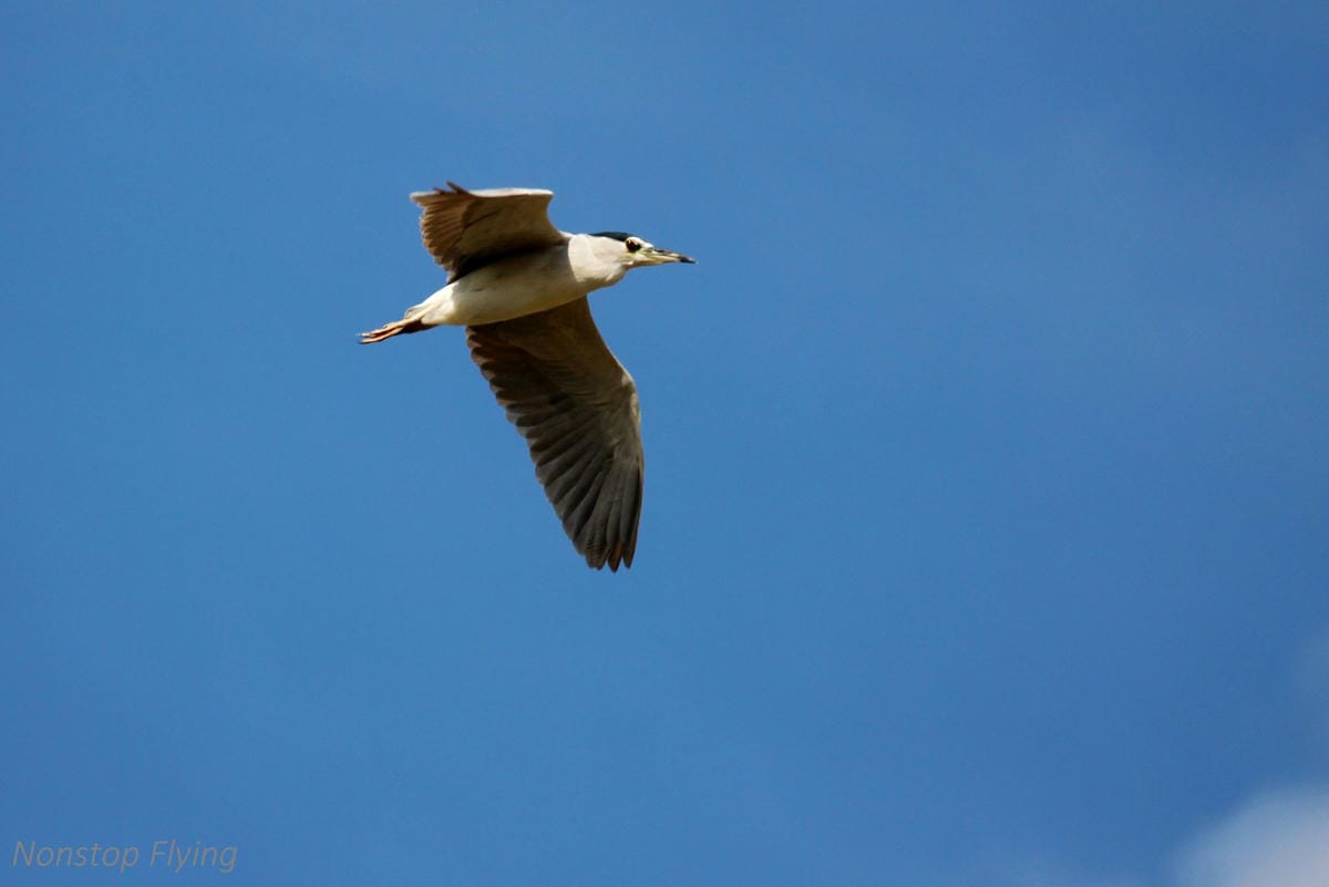 2018.01.13 桃園機場拍飛機記錄(聯絡道+看機機複合式餐廳) - 第32張圖 2018.01.13 桃園機場拍飛機記錄(聯絡道+看機機複合式餐廳)