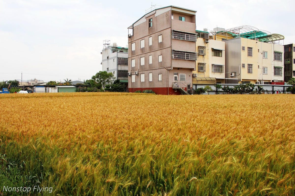 【台中】一年一度的金黃浪濤 -2018大雅麥田紀實 - 第6張圖 【台中】一年一度的金黃浪濤 -2018大雅麥田紀實