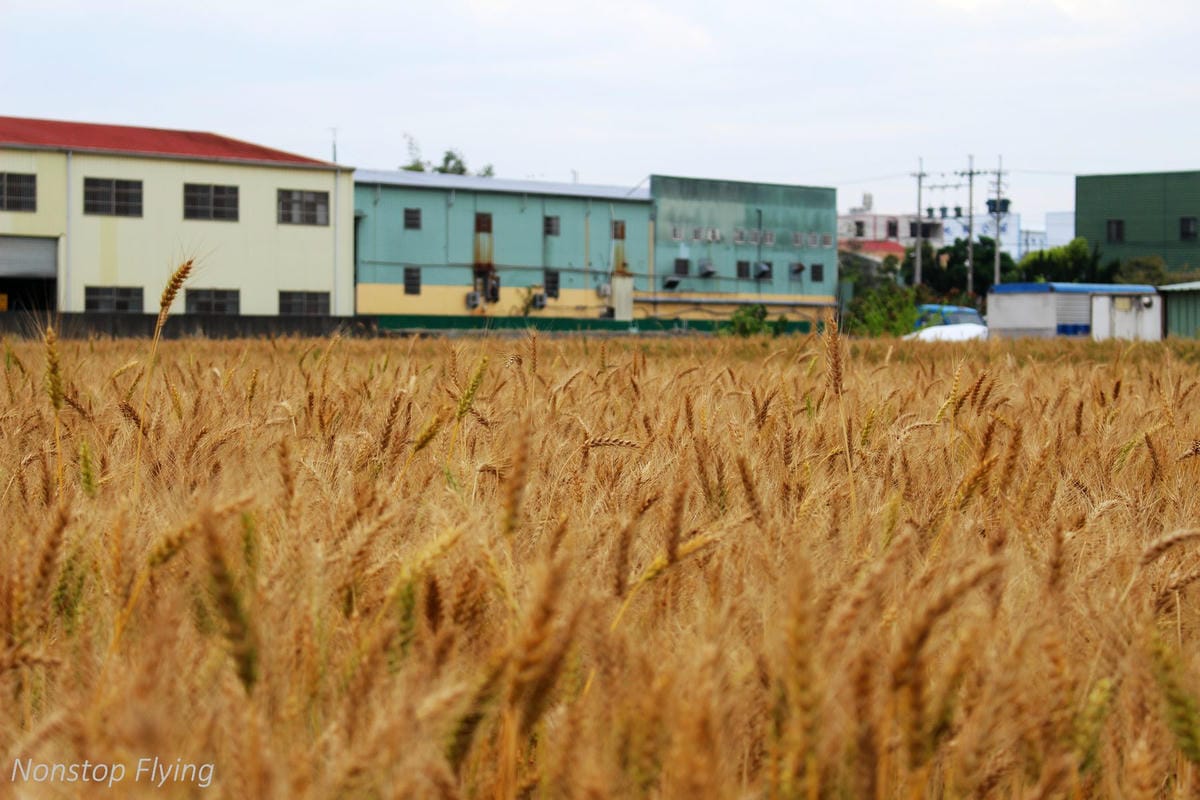 【台中】一年一度的金黃浪濤 -2018大雅麥田紀實 - 第2張圖 【台中】一年一度的金黃浪濤 -2018大雅麥田紀實