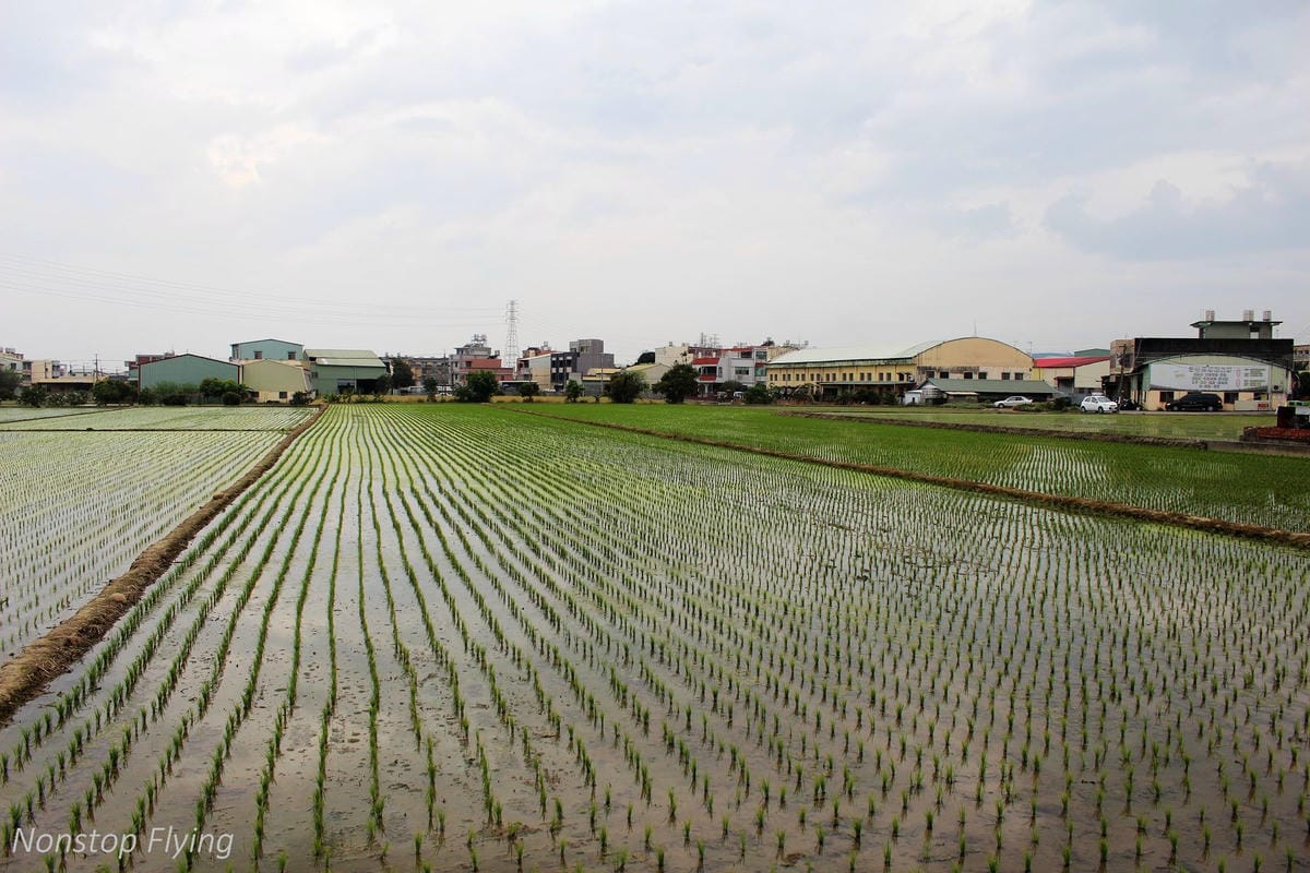 【台中】一年一度的金黃浪濤 -2018大雅麥田紀實