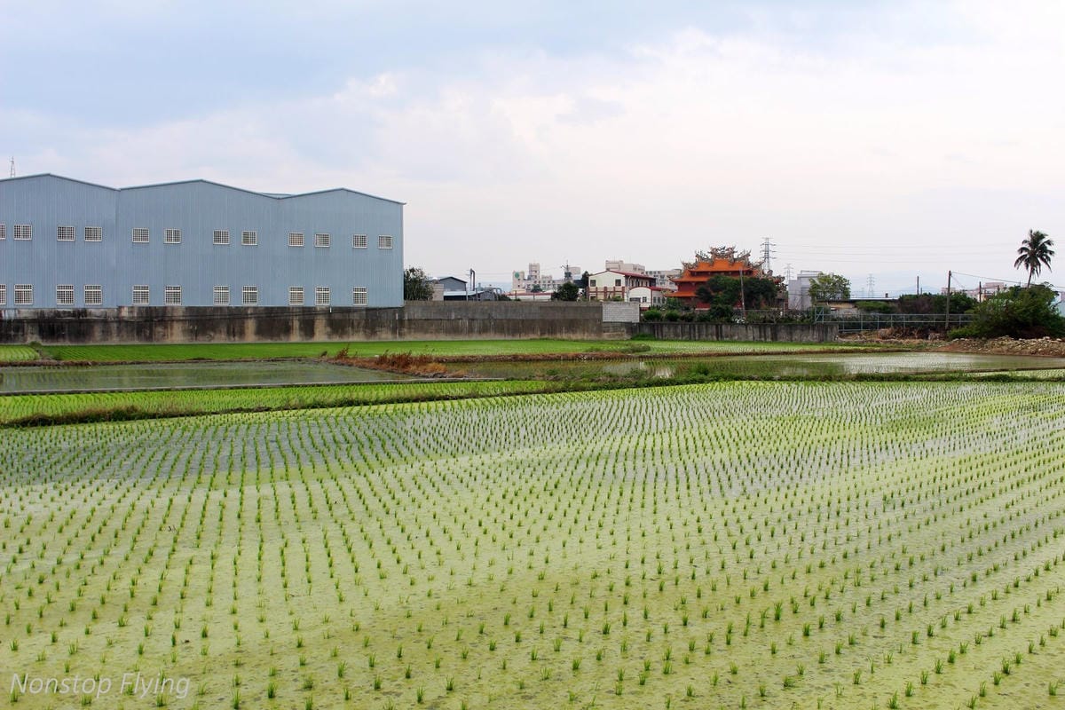 【台中】一年一度的金黃浪濤 -2018大雅麥田紀實 - 第15張圖 【台中】一年一度的金黃浪濤 -2018大雅麥田紀實
