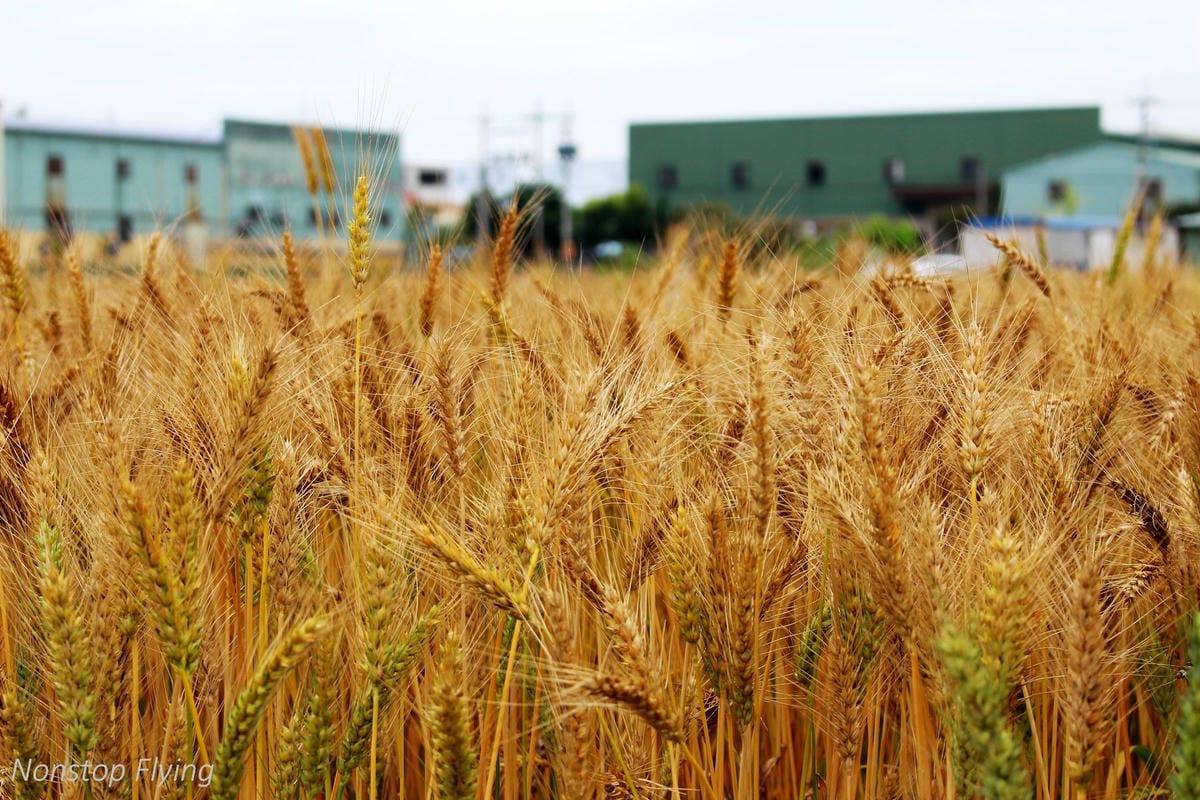 【台中】一年一度的金黃浪濤 -2018大雅麥田紀實 - 第5張圖 【台中】一年一度的金黃浪濤 -2018大雅麥田紀實