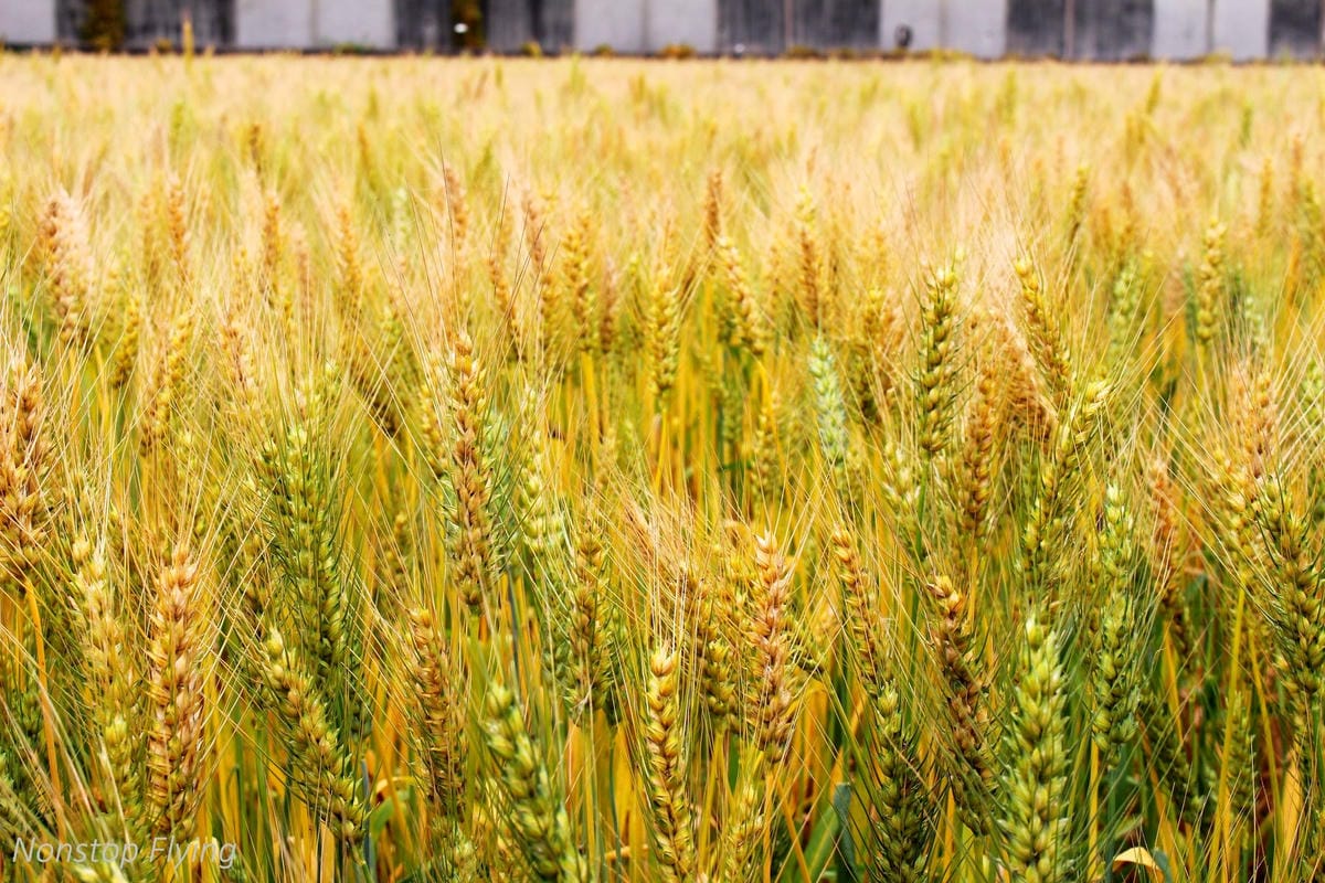 【台中】一年一度的金黃浪濤 -2018大雅麥田紀實 - 第20張圖 【台中】一年一度的金黃浪濤 -2018大雅麥田紀實