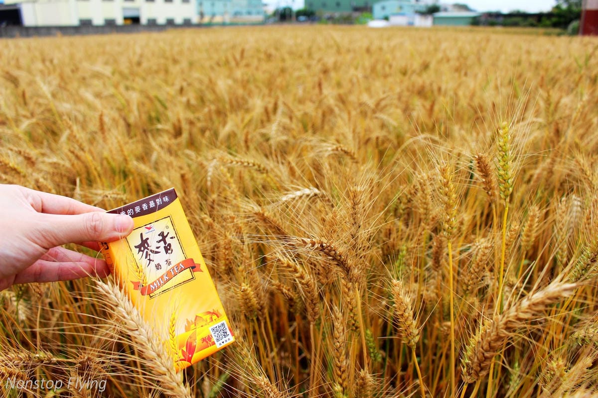 【台中】一年一度的金黃浪濤 -2018大雅麥田紀實 - 第16張圖 【台中】一年一度的金黃浪濤 -2018大雅麥田紀實