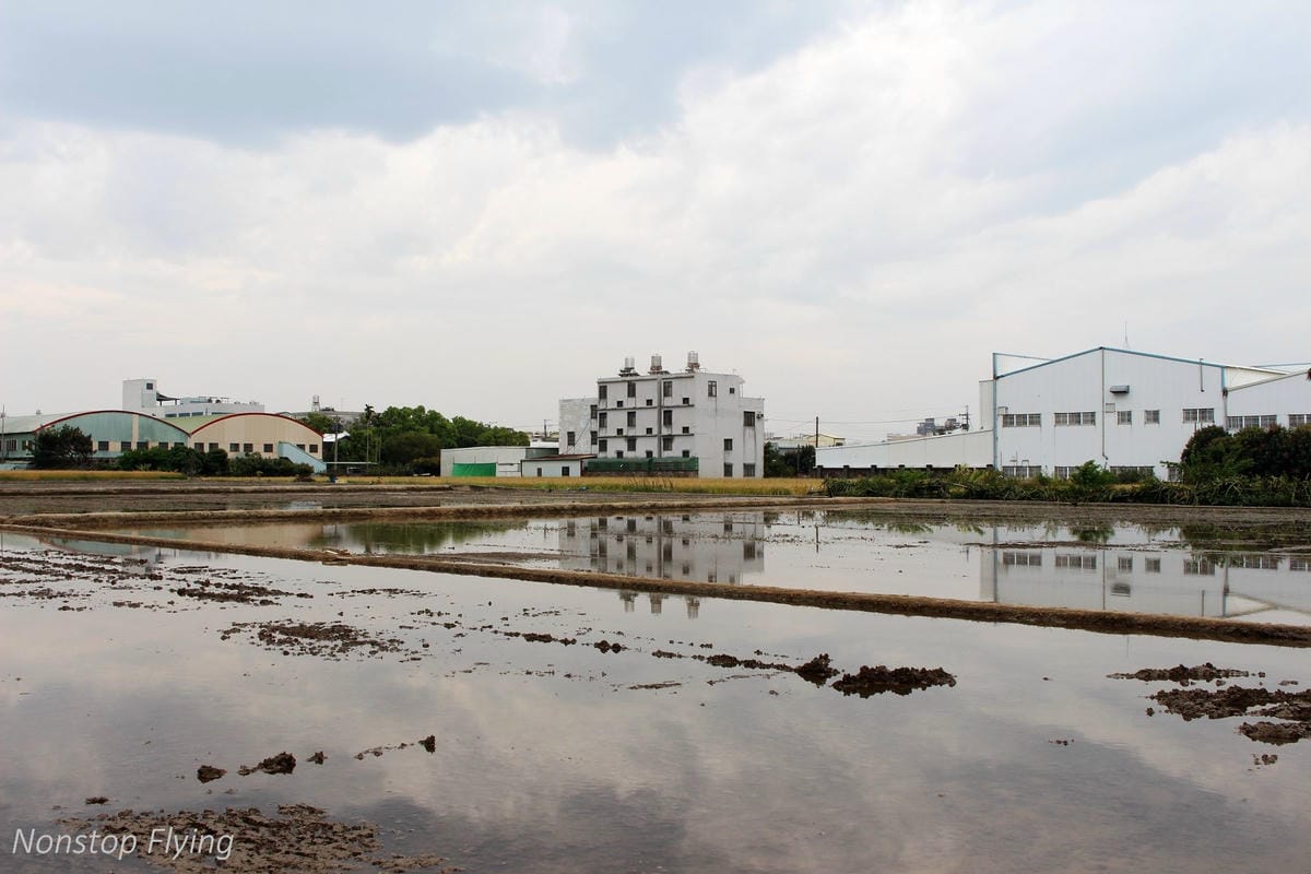 【台中】一年一度的金黃浪濤 -2018大雅麥田紀實 - 第24張圖 【台中】一年一度的金黃浪濤 -2018大雅麥田紀實