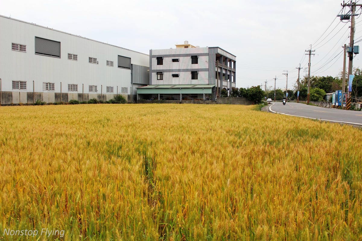 【台中】一年一度的金黃浪濤 -2018大雅麥田紀實 - 第18張圖 【台中】一年一度的金黃浪濤 -2018大雅麥田紀實