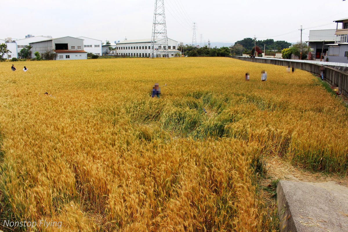 【台中】一年一度的金黃浪濤 -2018大雅麥田紀實 - 第22張圖 【台中】一年一度的金黃浪濤 -2018大雅麥田紀實