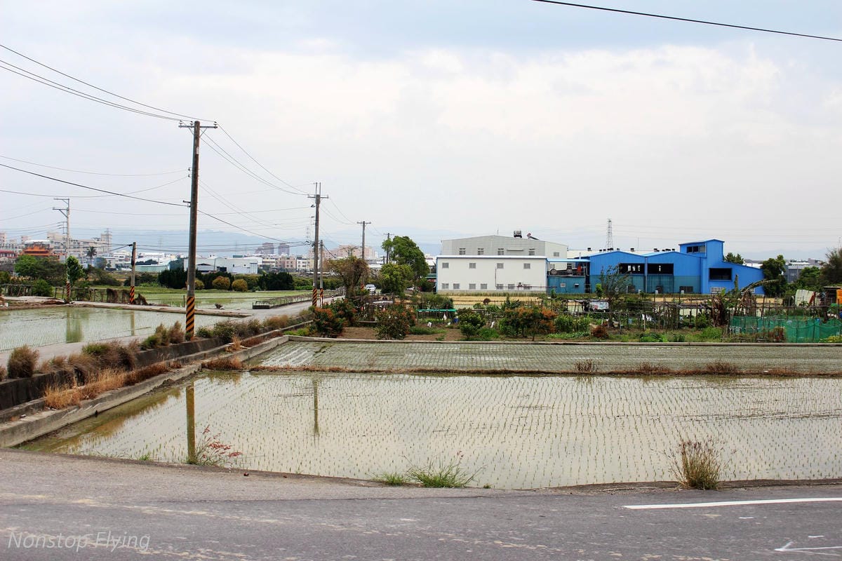 【台中】一年一度的金黃浪濤 -2018大雅麥田紀實 - 第14張圖 【台中】一年一度的金黃浪濤 -2018大雅麥田紀實