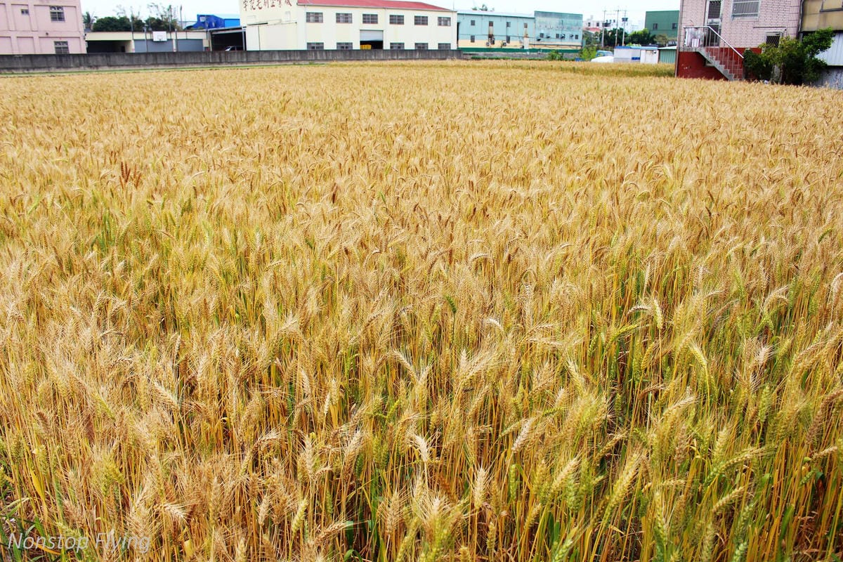 【台中】一年一度的金黃浪濤 -2018大雅麥田紀實 - 第3張圖 【台中】一年一度的金黃浪濤 -2018大雅麥田紀實