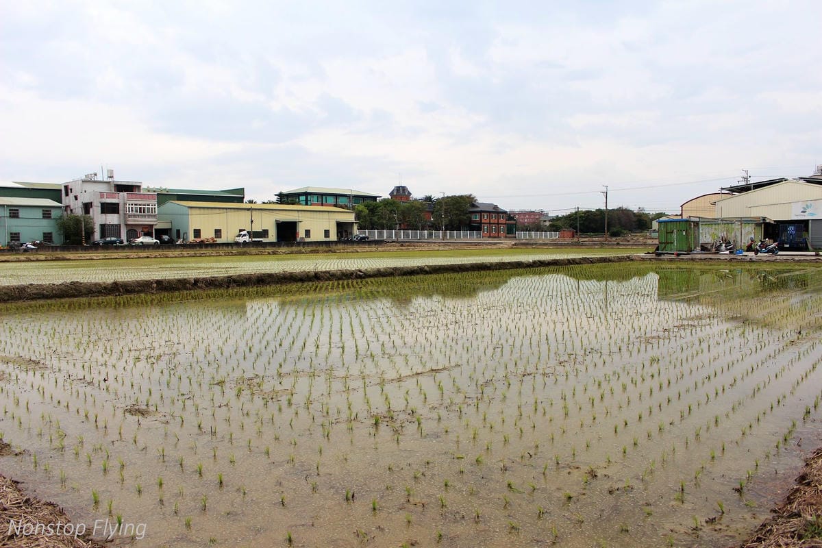 【台中】一年一度的金黃浪濤 -2018大雅麥田紀實 - 第13張圖 【台中】一年一度的金黃浪濤 -2018大雅麥田紀實