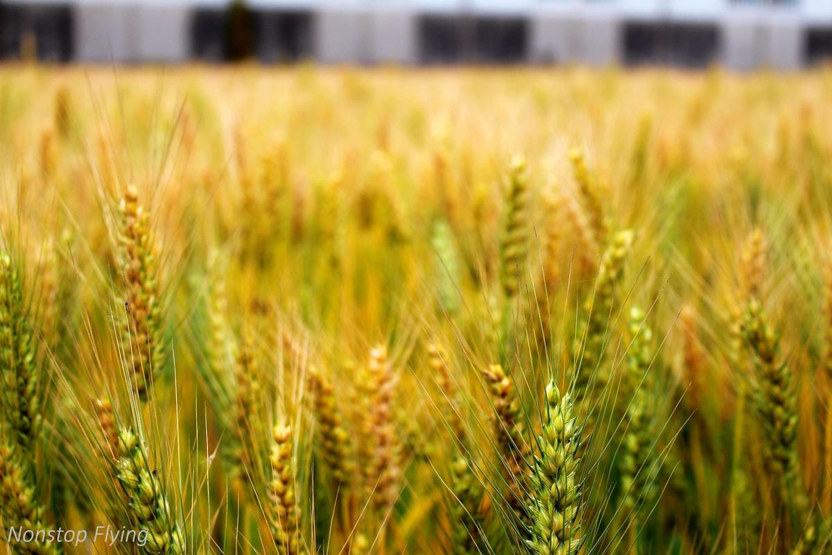 【台中】一年一度的金黃浪濤 -2018大雅麥田紀實 - 第11張圖 【台中】一年一度的金黃浪濤 -2018大雅麥田紀實