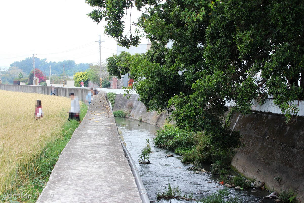 【台中】一年一度的金黃浪濤 -2018大雅麥田紀實 - 第21張圖 【台中】一年一度的金黃浪濤 -2018大雅麥田紀實