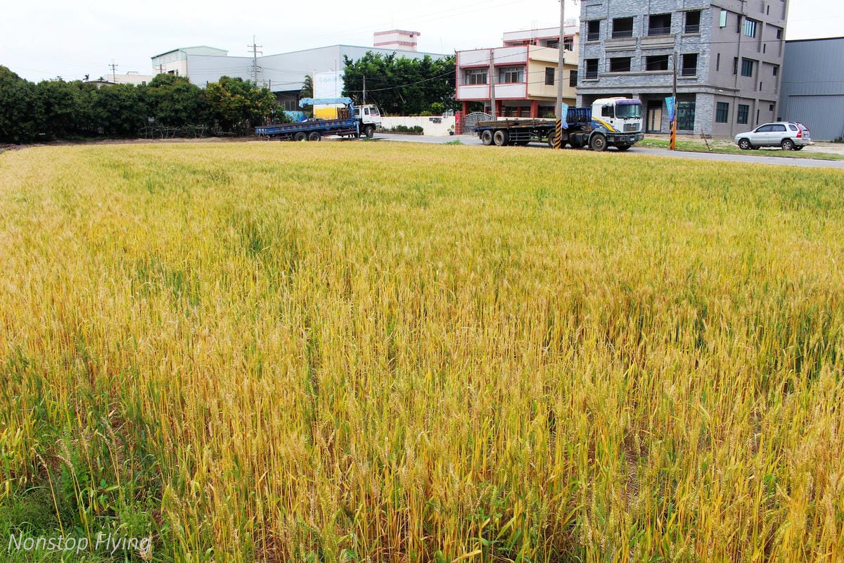 【台中】一年一度的金黃浪濤 -2018大雅麥田紀實 - 第19張圖 【台中】一年一度的金黃浪濤 -2018大雅麥田紀實