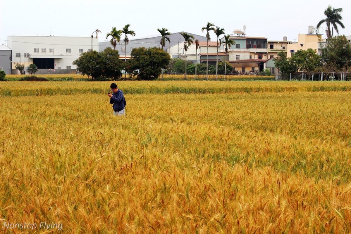 【台中】一年一度的金黃浪濤 -2018大雅麥田紀實 - 第23張圖 【台中】一年一度的金黃浪濤 -2018大雅麥田紀實