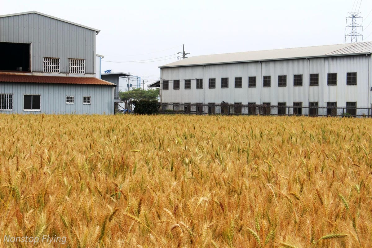 【台中】一年一度的金黃浪濤 -2018大雅麥田紀實 - 第7張圖 【台中】一年一度的金黃浪濤 -2018大雅麥田紀實