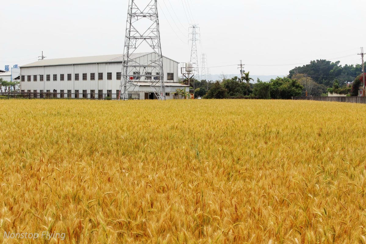 【台中】一年一度的金黃浪濤 -2018大雅麥田紀實 - 第9張圖 【台中】一年一度的金黃浪濤 -2018大雅麥田紀實