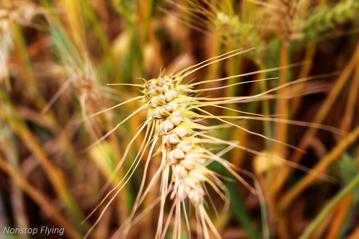 【台中】一年一度的金黃浪濤 -2018大雅麥田紀實 - 第10張圖 【台中】一年一度的金黃浪濤 -2018大雅麥田紀實