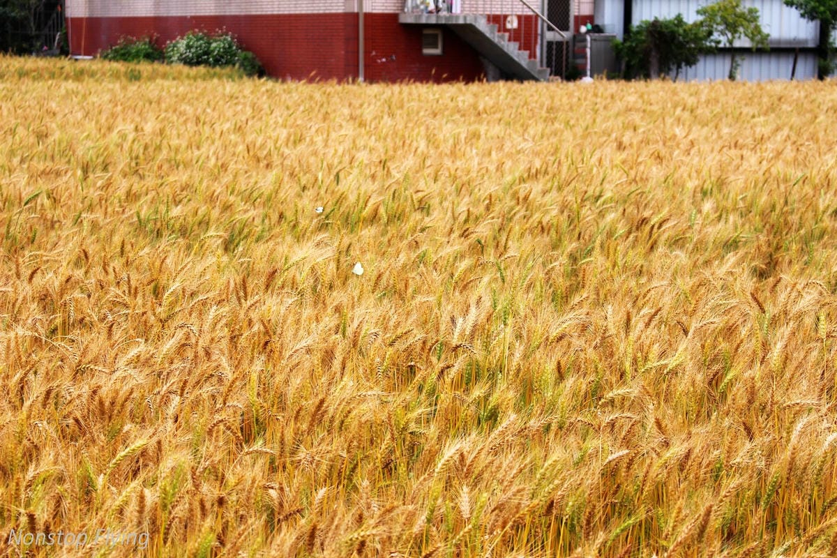【台中】一年一度的金黃浪濤 -2018大雅麥田紀實 - 第8張圖 【台中】一年一度的金黃浪濤 -2018大雅麥田紀實