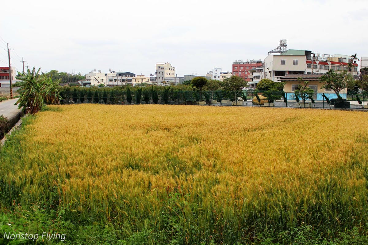 【台中】一年一度的金黃浪濤 -2018大雅麥田紀實