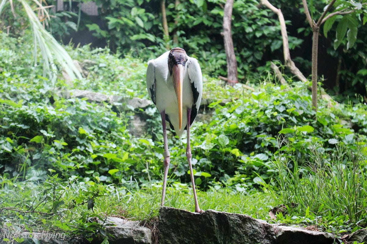 【新加坡食旅】濱海灣花園雙冷室、新加坡動物園(River Safari+Night Safari)、紐頓熟食中心、土司工坊