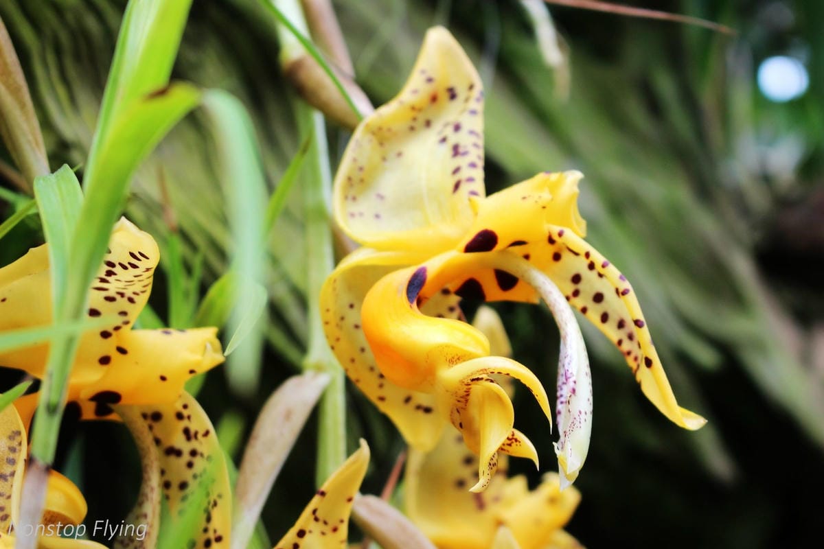 【新加坡食旅】濱海灣花園雙冷室、新加坡動物園(River Safari+Night Safari)、紐頓熟食中心、土司工坊 - 第30張圖 【新加坡食旅】濱海灣花園雙冷室、新加坡動物園(River Safari+Night Safari)、紐頓熟食中心、土司工坊