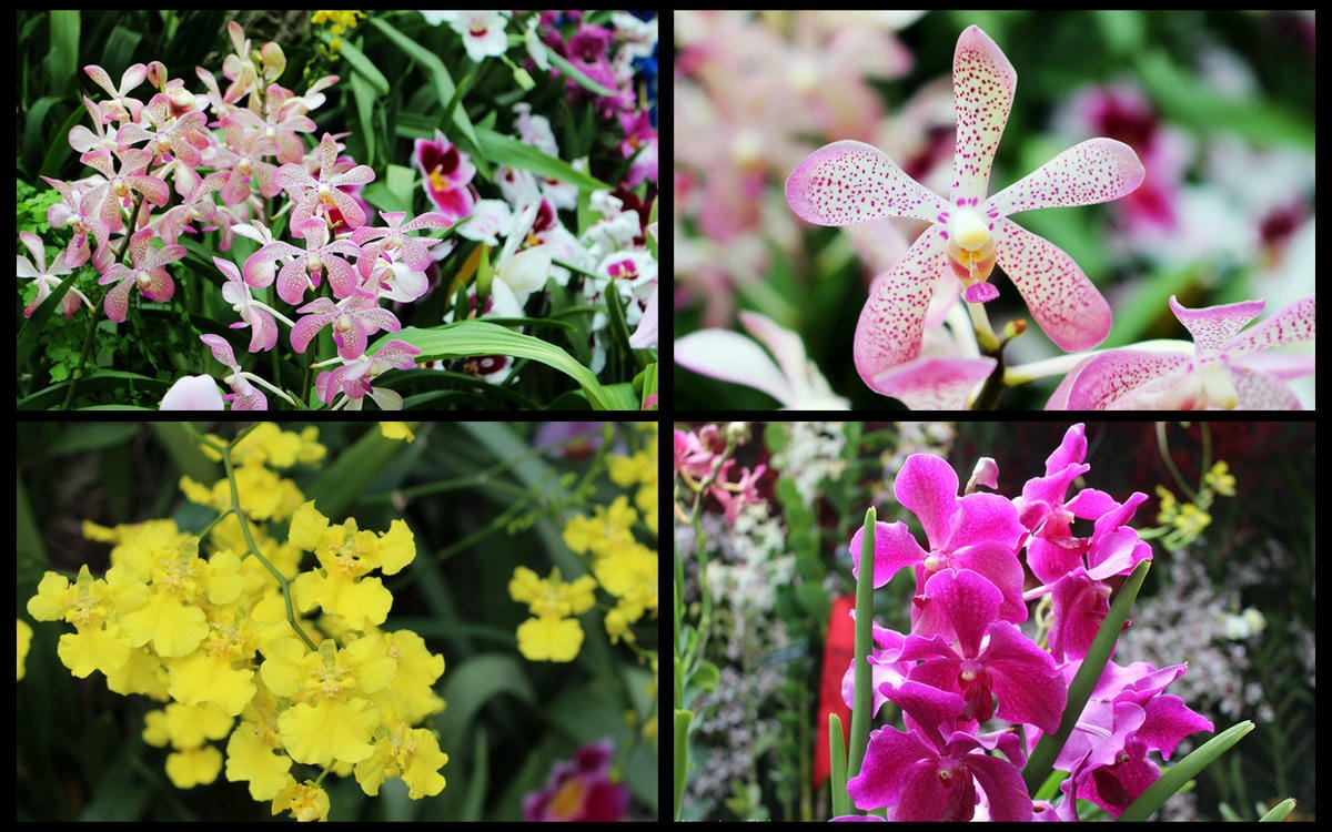 【新加坡食旅】濱海灣花園雙冷室、新加坡動物園(River Safari+Night Safari)、紐頓熟食中心、土司工坊