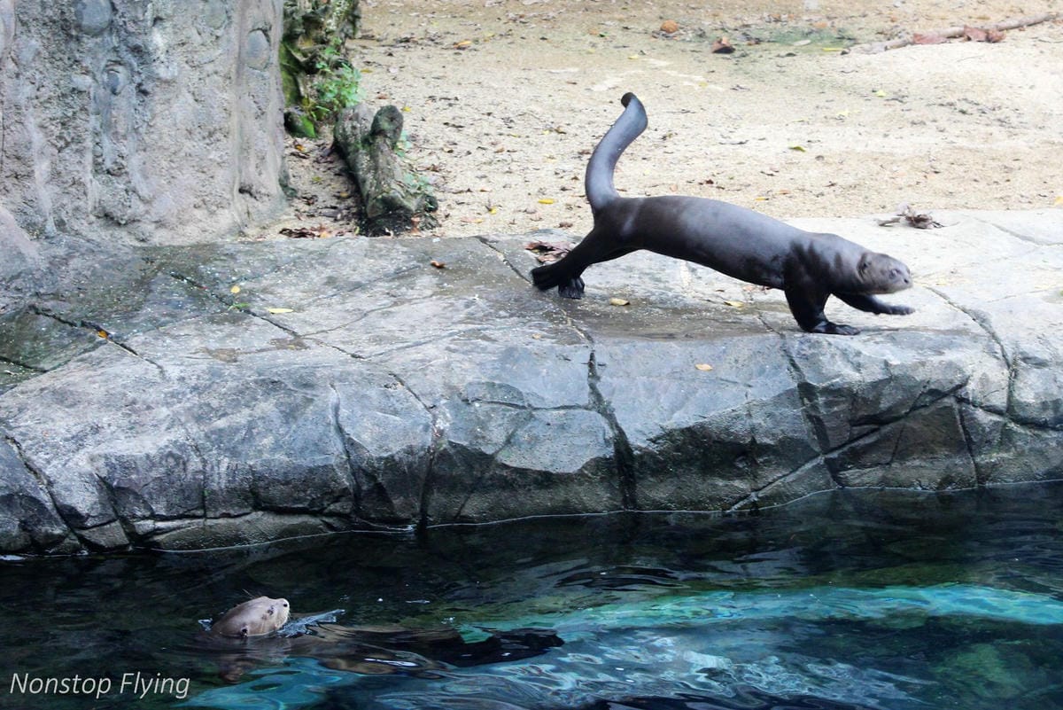 【新加坡食旅】濱海灣花園雙冷室、新加坡動物園(River Safari+Night Safari)、紐頓熟食中心、土司工坊 - 第58張圖 【新加坡食旅】濱海灣花園雙冷室、新加坡動物園(River Safari+Night Safari)、紐頓熟食中心、土司工坊