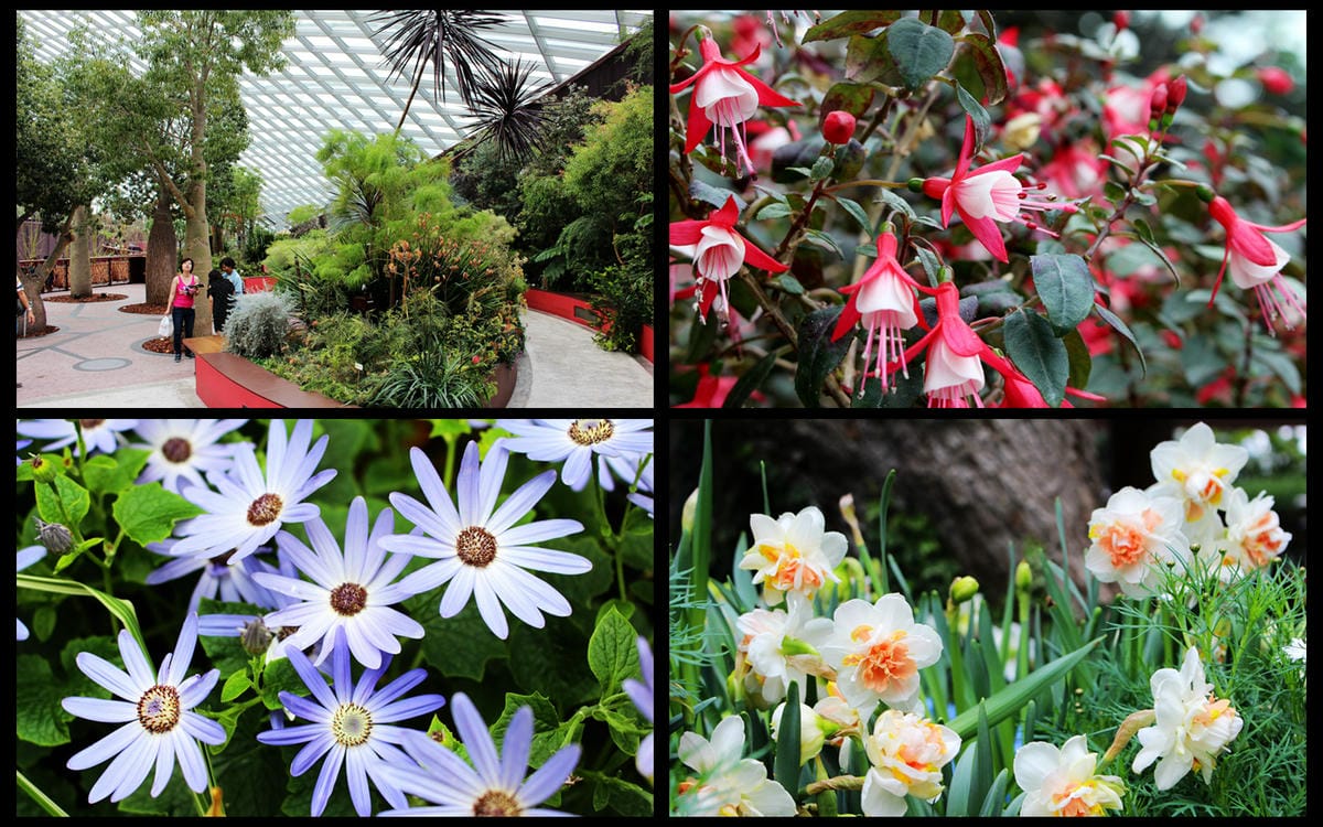 【新加坡食旅】濱海灣花園雙冷室、新加坡動物園(River Safari+Night Safari)、紐頓熟食中心、土司工坊 - 第12張圖 【新加坡食旅】濱海灣花園雙冷室、新加坡動物園(River Safari+Night Safari)、紐頓熟食中心、土司工坊