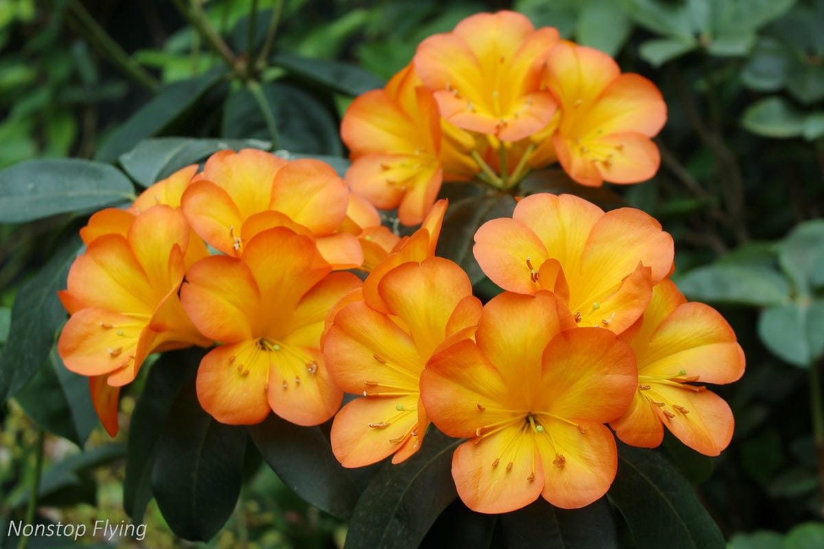 【新加坡食旅】濱海灣花園雙冷室、新加坡動物園(River Safari+Night Safari)、紐頓熟食中心、土司工坊 - 第34張圖 【新加坡食旅】濱海灣花園雙冷室、新加坡動物園(River Safari+Night Safari)、紐頓熟食中心、土司工坊