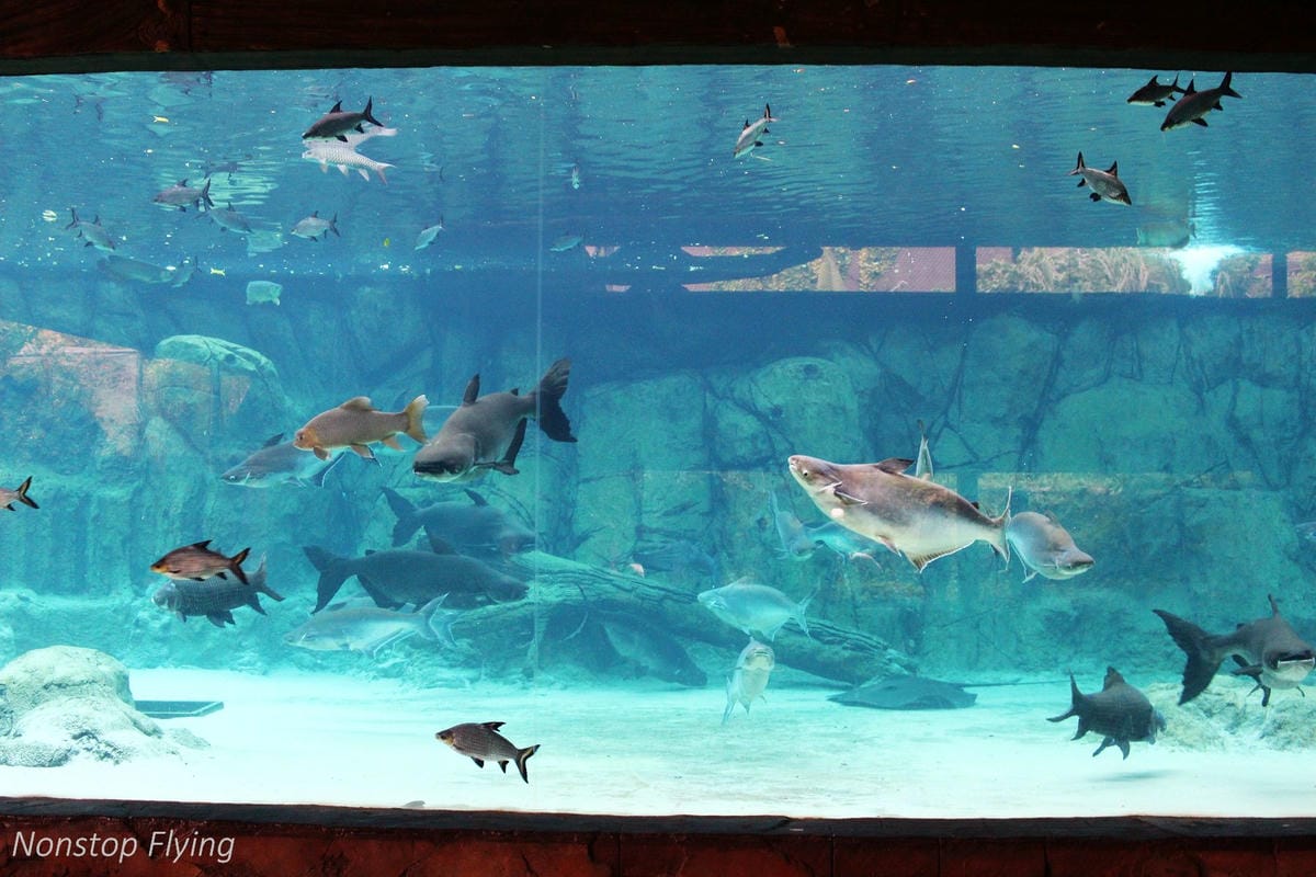 【新加坡食旅】濱海灣花園雙冷室、新加坡動物園(River Safari+Night Safari)、紐頓熟食中心、土司工坊