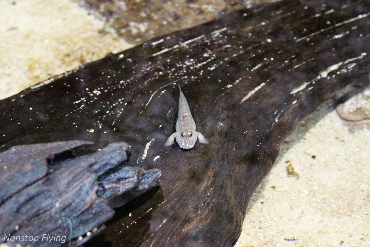 【新加坡食旅】濱海灣花園雙冷室、新加坡動物園(River Safari+Night Safari)、紐頓熟食中心、土司工坊 - 第70張圖 【新加坡食旅】濱海灣花園雙冷室、新加坡動物園(River Safari+Night Safari)、紐頓熟食中心、土司工坊