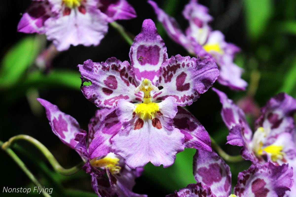 【新加坡食旅】濱海灣花園雙冷室、新加坡動物園(River Safari+Night Safari)、紐頓熟食中心、土司工坊 - 第46張圖 【新加坡食旅】濱海灣花園雙冷室、新加坡動物園(River Safari+Night Safari)、紐頓熟食中心、土司工坊