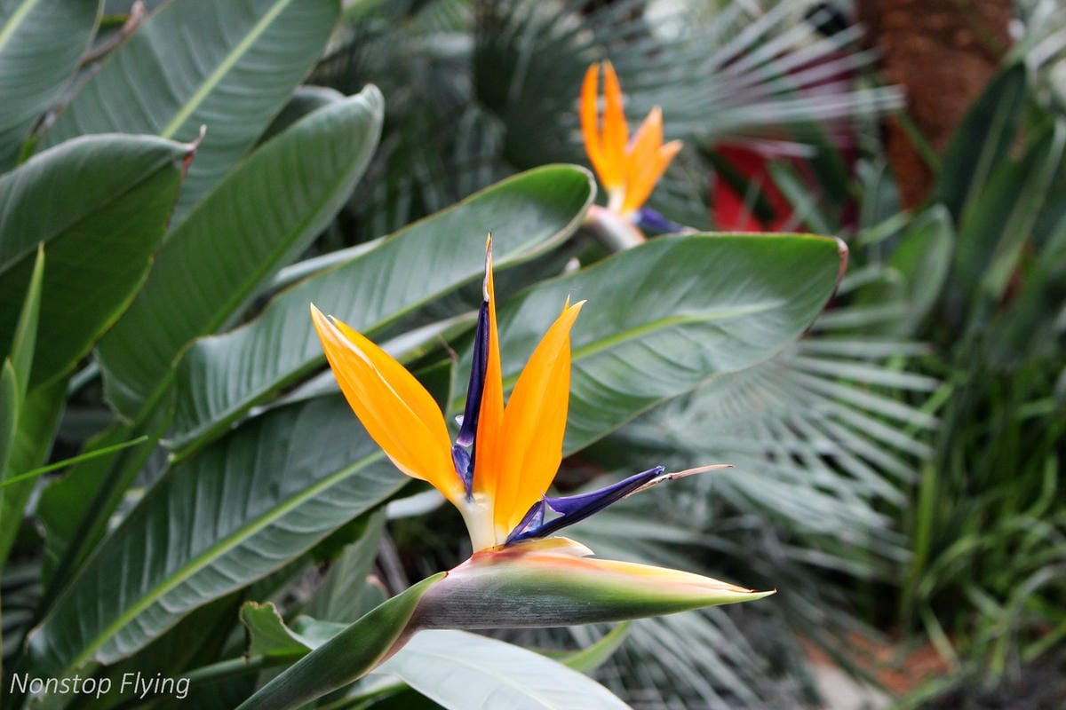 【新加坡食旅】濱海灣花園雙冷室、新加坡動物園(River Safari+Night Safari)、紐頓熟食中心、土司工坊