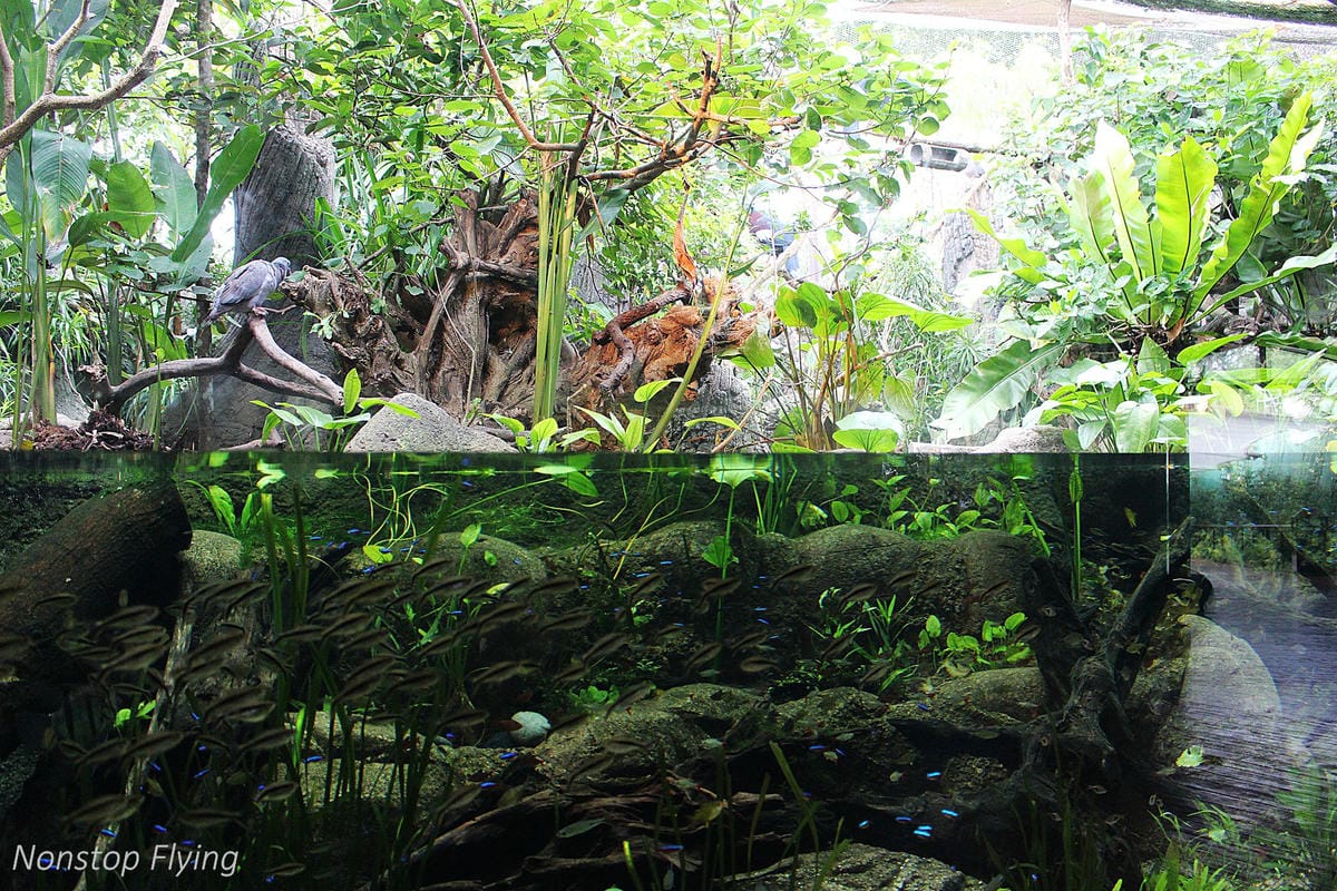 【新加坡食旅】濱海灣花園雙冷室、新加坡動物園(River Safari+Night Safari)、紐頓熟食中心、土司工坊 - 第71張圖 【新加坡食旅】濱海灣花園雙冷室、新加坡動物園(River Safari+Night Safari)、紐頓熟食中心、土司工坊