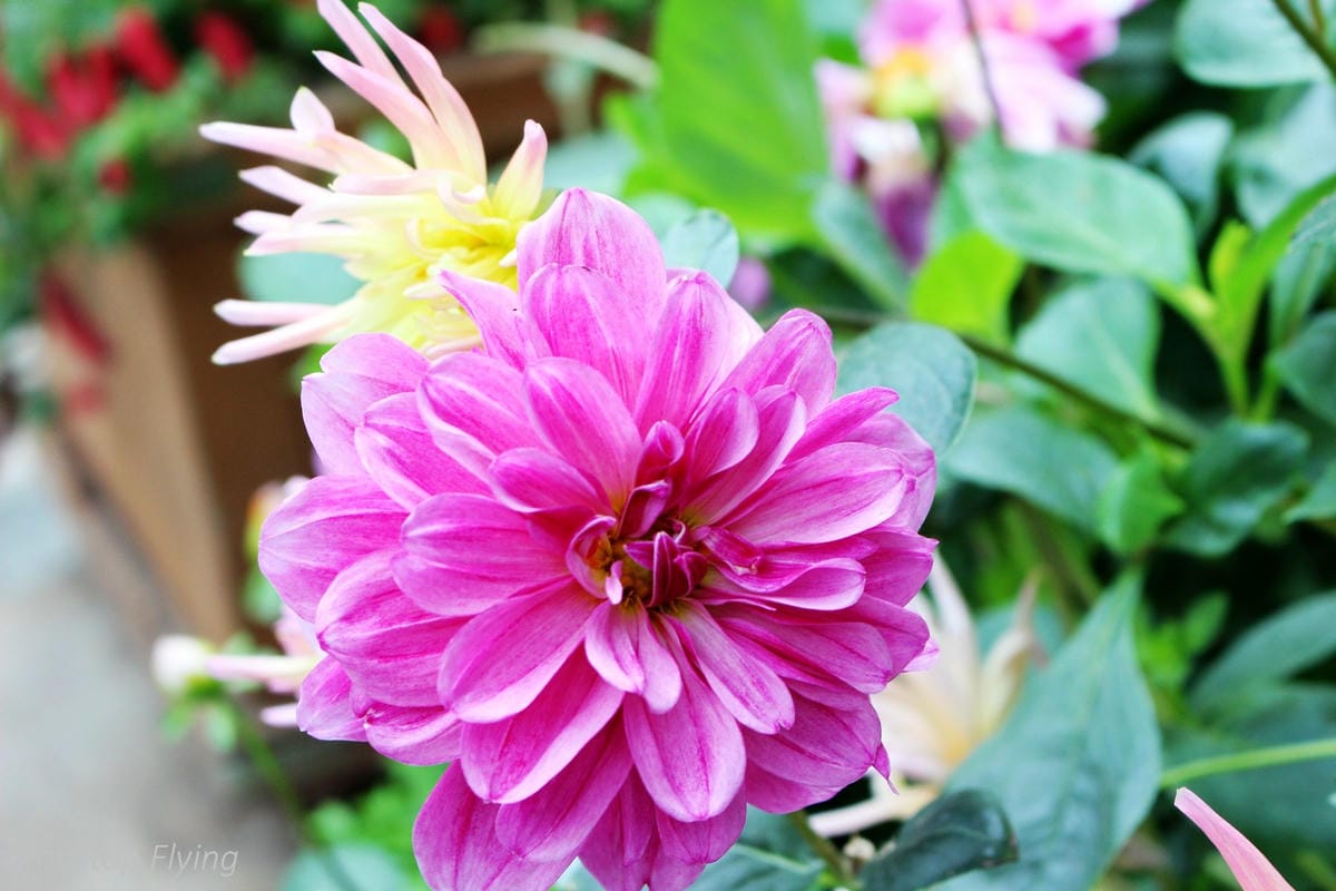 【新加坡食旅】濱海灣花園雙冷室、新加坡動物園(River Safari+Night Safari)、紐頓熟食中心、土司工坊 - 第22張圖 【新加坡食旅】濱海灣花園雙冷室、新加坡動物園(River Safari+Night Safari)、紐頓熟食中心、土司工坊