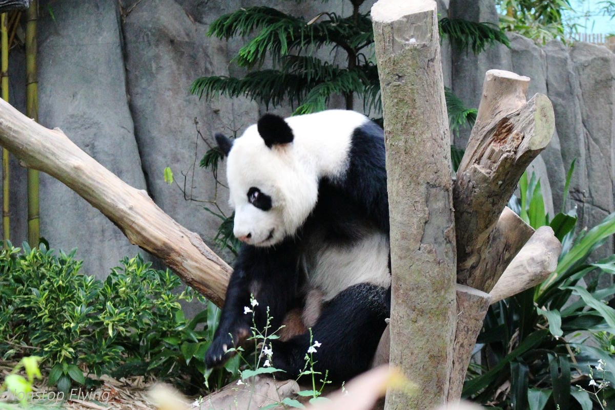 【新加坡食旅】濱海灣花園雙冷室、新加坡動物園(River Safari+Night Safari)、紐頓熟食中心、土司工坊 - 第65張圖 【新加坡食旅】濱海灣花園雙冷室、新加坡動物園(River Safari+Night Safari)、紐頓熟食中心、土司工坊