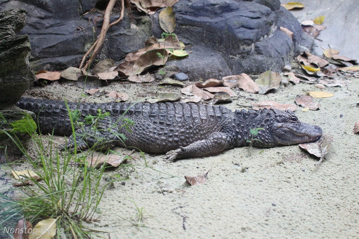 【新加坡食旅】濱海灣花園雙冷室、新加坡動物園(River Safari+Night Safari)、紐頓熟食中心、土司工坊