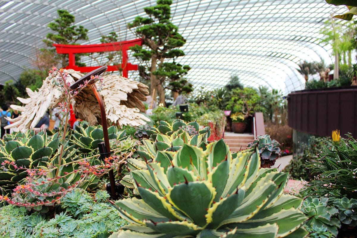 【新加坡食旅】濱海灣花園雙冷室、新加坡動物園(River Safari+Night Safari)、紐頓熟食中心、土司工坊 - 第8張圖 【新加坡食旅】濱海灣花園雙冷室、新加坡動物園(River Safari+Night Safari)、紐頓熟食中心、土司工坊