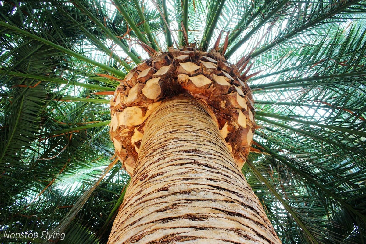 【新加坡食旅】濱海灣花園雙冷室、新加坡動物園(River Safari+Night Safari)、紐頓熟食中心、土司工坊 - 第20張圖 【新加坡食旅】濱海灣花園雙冷室、新加坡動物園(River Safari+Night Safari)、紐頓熟食中心、土司工坊