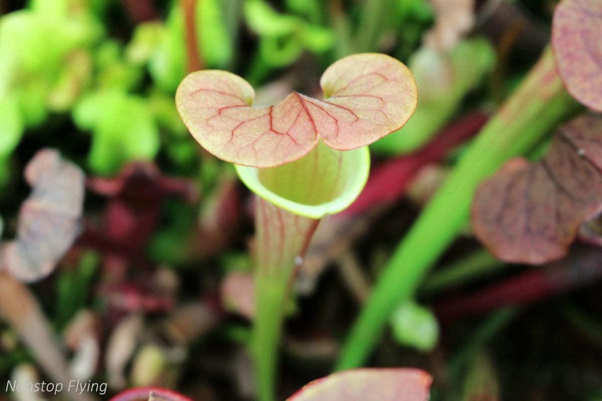 【新加坡食旅】濱海灣花園雙冷室、新加坡動物園(River Safari+Night Safari)、紐頓熟食中心、土司工坊 - 第36張圖 【新加坡食旅】濱海灣花園雙冷室、新加坡動物園(River Safari+Night Safari)、紐頓熟食中心、土司工坊