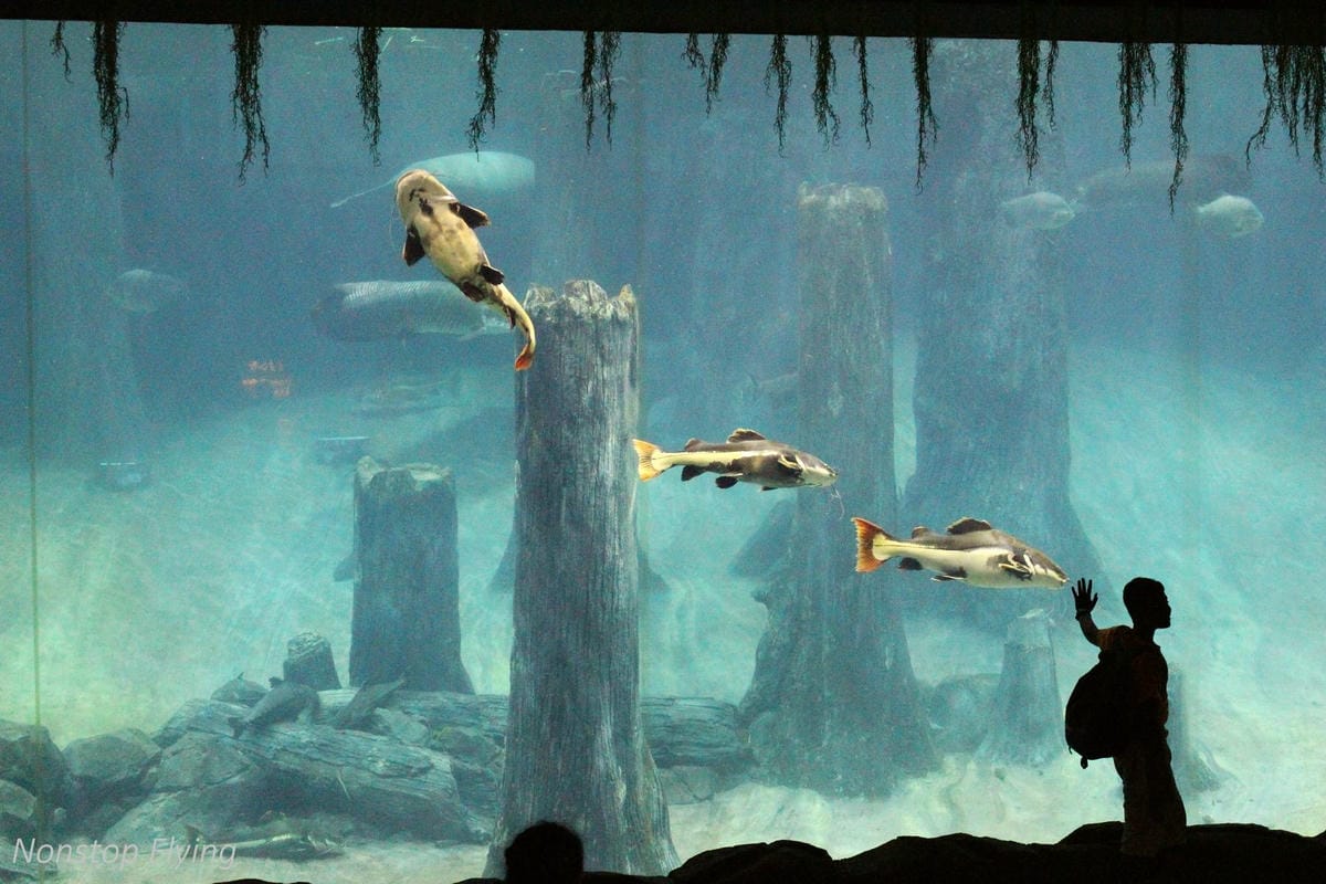 【新加坡食旅】濱海灣花園雙冷室、新加坡動物園(River Safari+Night Safari)、紐頓熟食中心、土司工坊 - 第60張圖 【新加坡食旅】濱海灣花園雙冷室、新加坡動物園(River Safari+Night Safari)、紐頓熟食中心、土司工坊