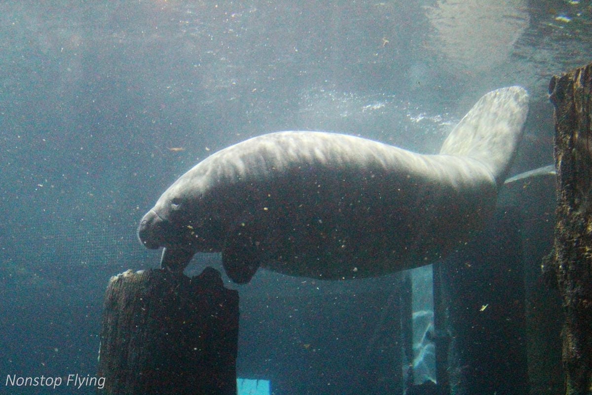 【新加坡食旅】濱海灣花園雙冷室、新加坡動物園(River Safari+Night Safari)、紐頓熟食中心、土司工坊 - 第61張圖 【新加坡食旅】濱海灣花園雙冷室、新加坡動物園(River Safari+Night Safari)、紐頓熟食中心、土司工坊