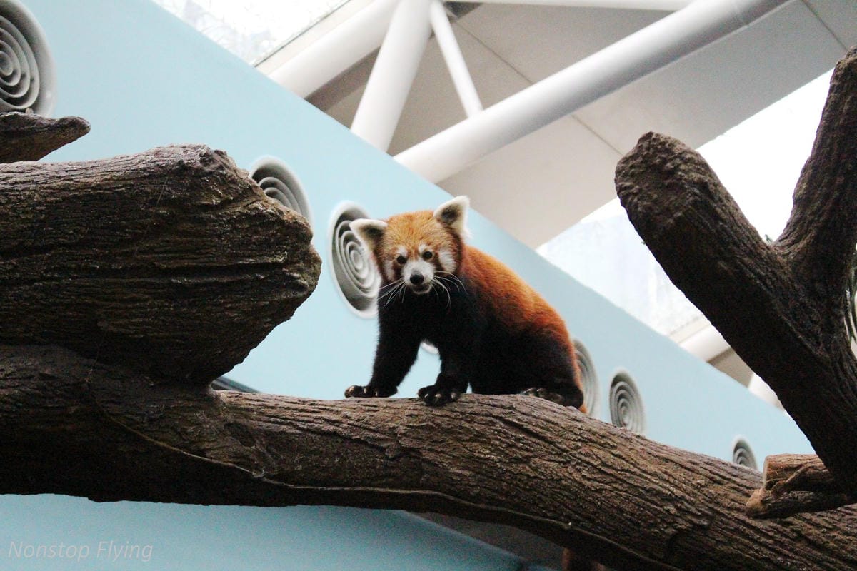 【新加坡食旅】濱海灣花園雙冷室、新加坡動物園(River Safari+Night Safari)、紐頓熟食中心、土司工坊 - 第66張圖 【新加坡食旅】濱海灣花園雙冷室、新加坡動物園(River Safari+Night Safari)、紐頓熟食中心、土司工坊