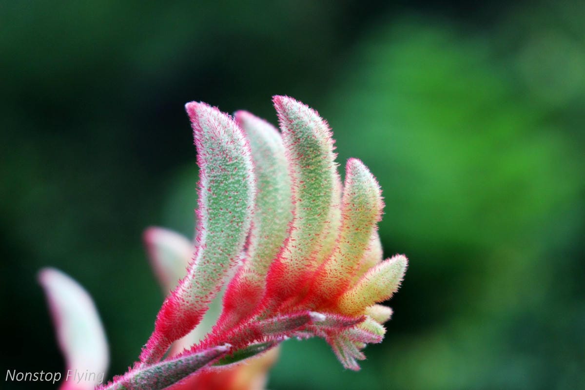 【新加坡食旅】濱海灣花園雙冷室、新加坡動物園(River Safari+Night Safari)、紐頓熟食中心、土司工坊 - 第14張圖 【新加坡食旅】濱海灣花園雙冷室、新加坡動物園(River Safari+Night Safari)、紐頓熟食中心、土司工坊