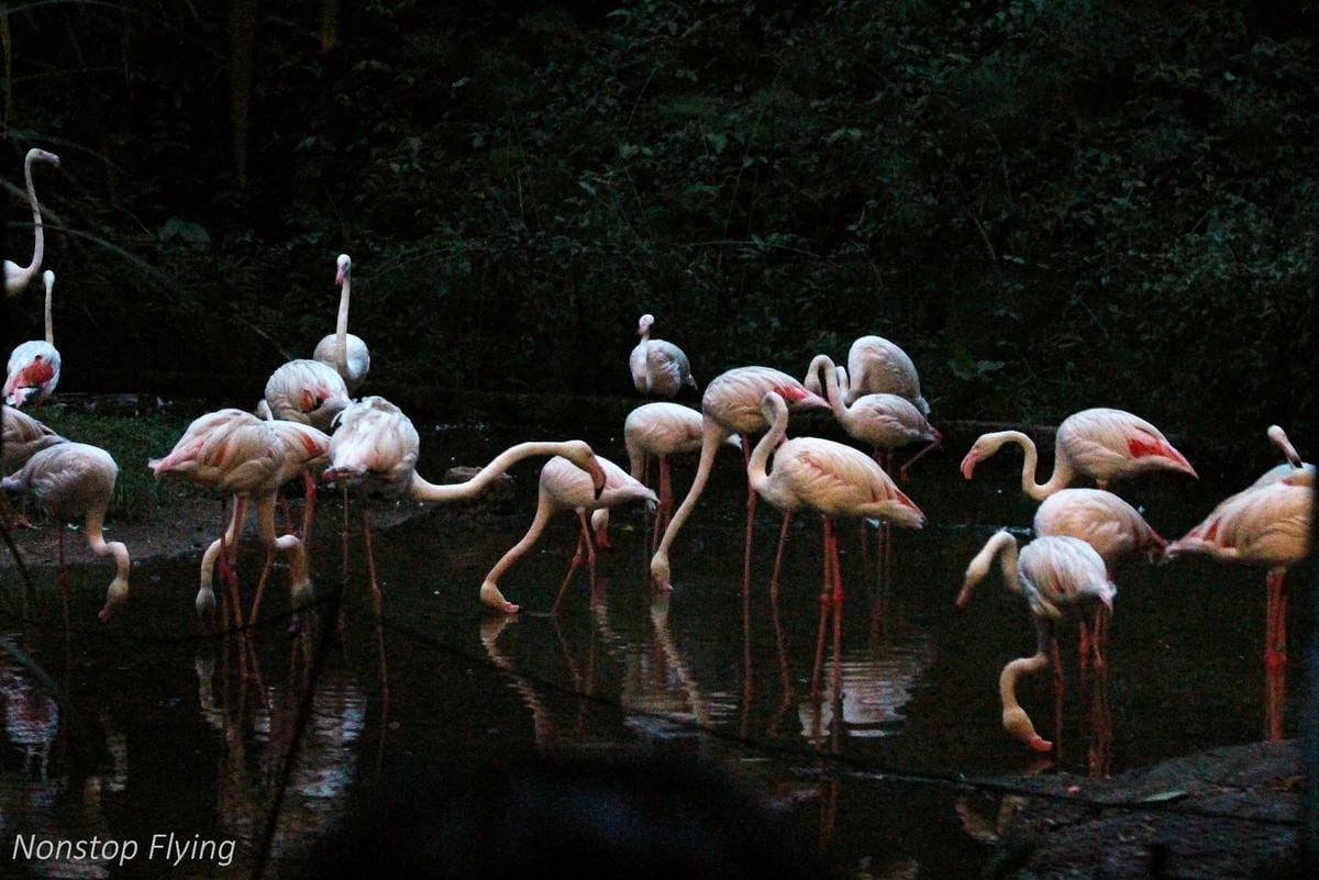 【新加坡食旅】濱海灣花園雙冷室、新加坡動物園(River Safari+Night Safari)、紐頓熟食中心、土司工坊 - 第74張圖 【新加坡食旅】濱海灣花園雙冷室、新加坡動物園(River Safari+Night Safari)、紐頓熟食中心、土司工坊