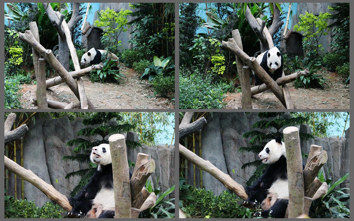 【新加坡食旅】濱海灣花園雙冷室、新加坡動物園(River Safari+Night Safari)、紐頓熟食中心、土司工坊 - 第64張圖 【新加坡食旅】濱海灣花園雙冷室、新加坡動物園(River Safari+Night Safari)、紐頓熟食中心、土司工坊