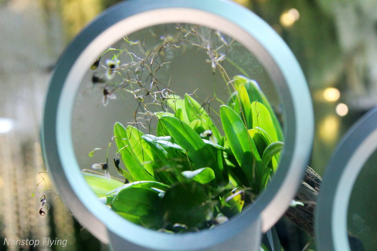 【新加坡食旅】濱海灣花園雙冷室、新加坡動物園(River Safari+Night Safari)、紐頓熟食中心、土司工坊