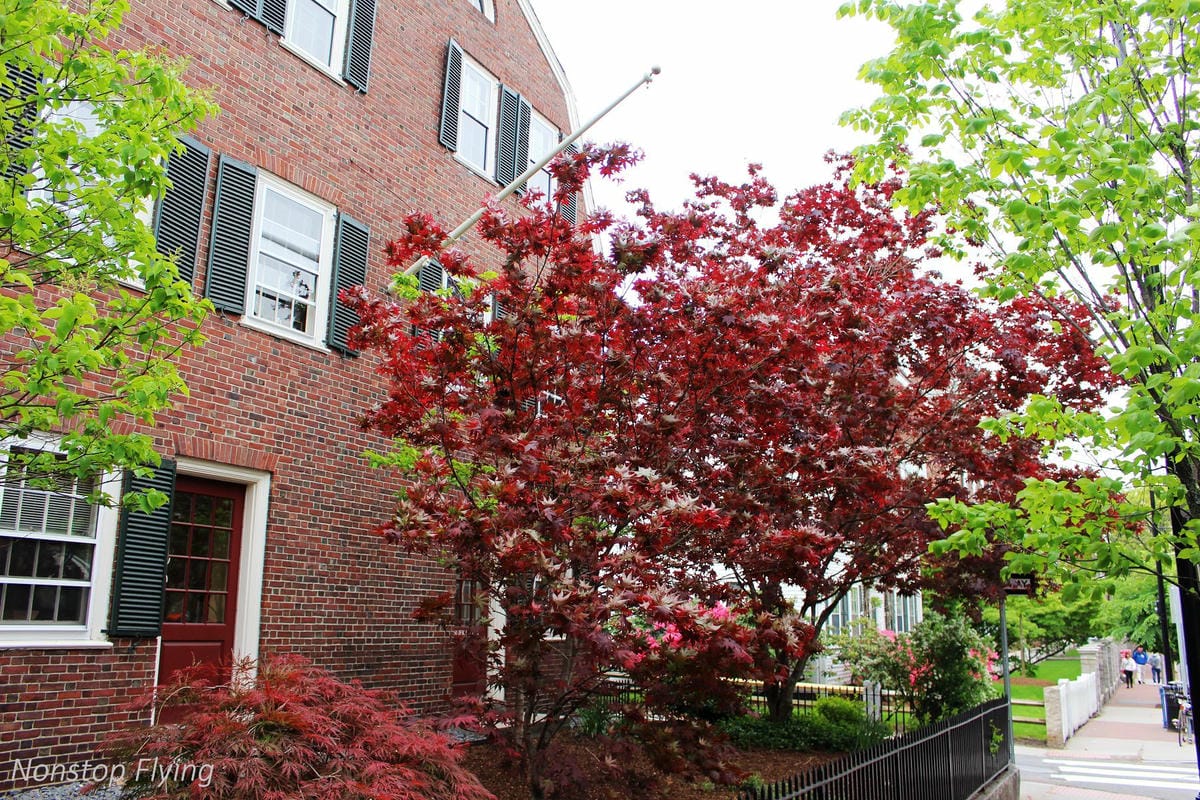 【美國】2018.05 波士頓第二天 -哈佛大學、麻省理工學院、波士頓公園、芬威球場、Island Creek Oyster Bar